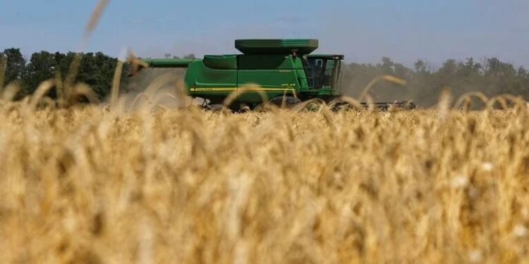 Dólares claves para el próximo gobierno: a partir de diciembre podrían ingresar más de USD 3.600 millones por trigo y cebada
