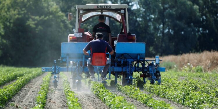 La industria de fertilizantes sigue preocupada por las importaciones y hace una advertencia por el maíz tardío