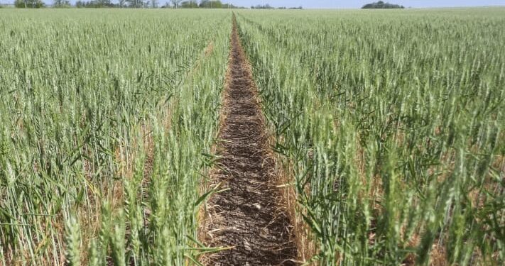 Las lluvias llegaron tarde para el trigo y el girasol, que vuelven a caer en sus proyecciones