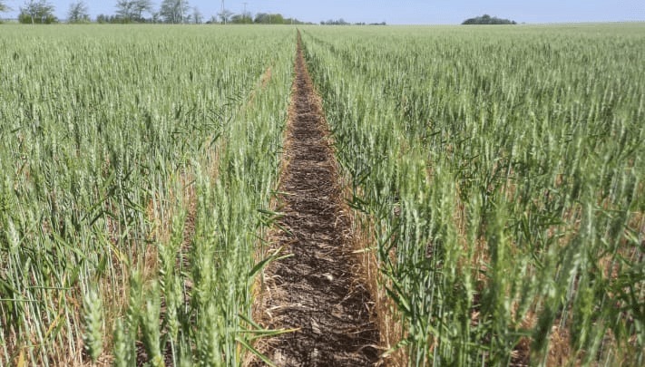 Las lluvias llegaron tarde para el trigo y el girasol, que vuelven a caer en sus proyecciones