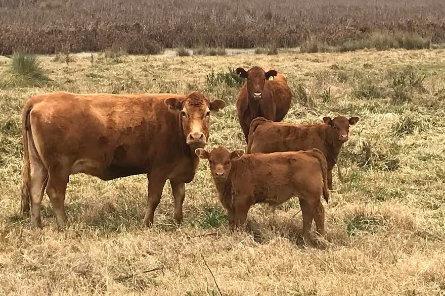 Entre la carne y la sustentabilidad: los desafíos de la ganadería