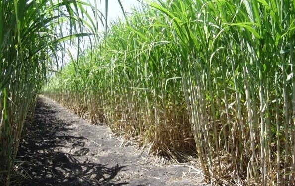 Brindan herramientas a cañeros para que adopten prácticas sostenibles en el cultivo