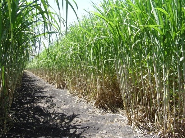 Brindan herramientas a cañeros para que adopten prácticas sostenibles en el cultivo