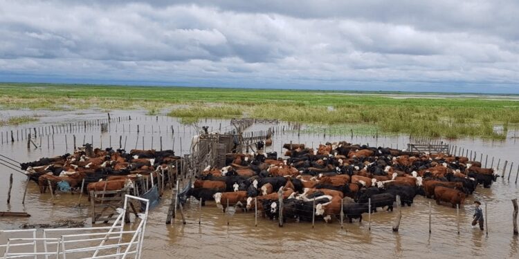 Crecida del río Paraná: más de 5 millones de cabezas podrían verse afectadas por las inundaciones