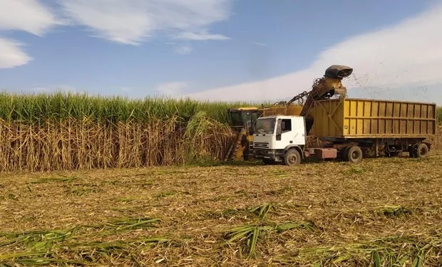 Fertilización de la caña de azúcar: una práctica cultural de máxima importancia