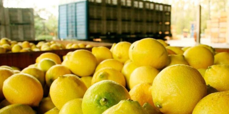 La Unión Europea abrió nuevamente sus puertas para la exportación de cítricos orgánicos argentinos