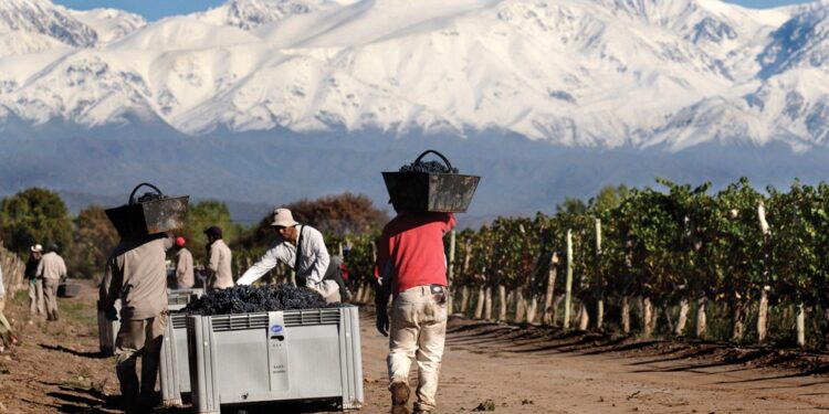 Sin brindis: estiman la peor producción mundial de vino en más de 60 años