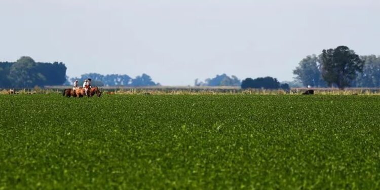 Retenciones: qué dijo el campo sobre la propuesta de Massa de discutir la baja de los derechos de exportación para los granos