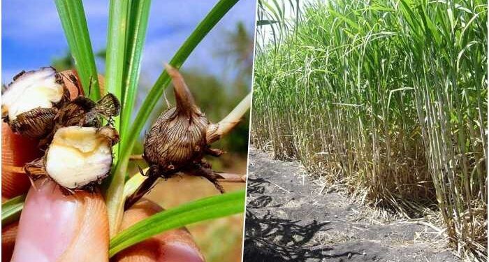 Las claves para combatir las malezas en el verano