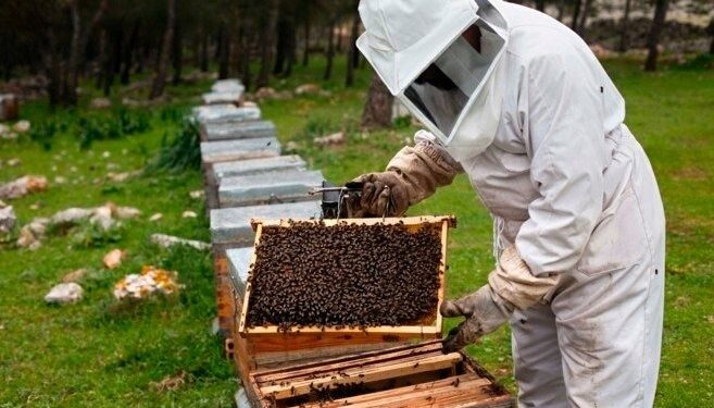 Aprueban aporte de $322 millones a 2.551 beneficiarios del programa de fortalecimiento apícola