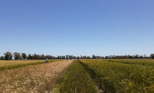 Los desafíos económicos a partir del 11 de diciembre y los efectos en el campo
