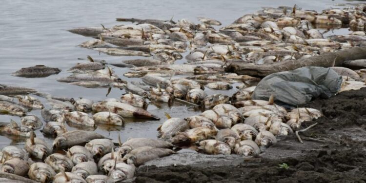 Santiago acusa a Tucumán por la mortandad de peces en el embalse de Río Hondo