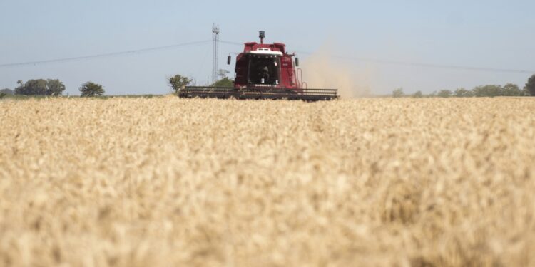 Sin trigo: una de las principales provincias productoras deberá “importarlo” por segundo año consecutivo