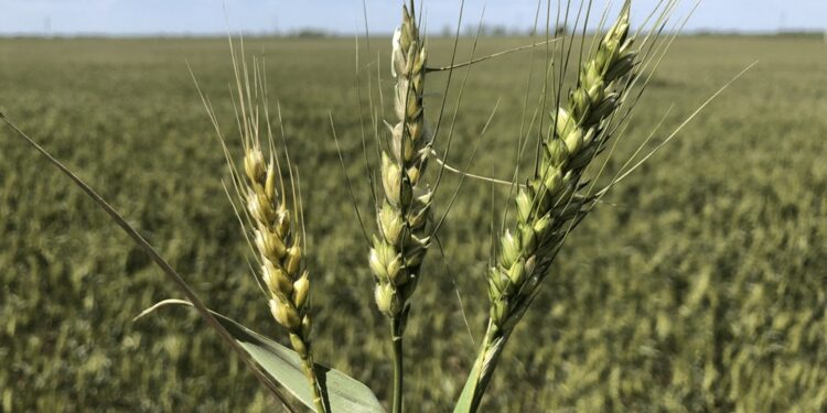 El trigo y la cebada encontraron otro enemigo climático en las heladas