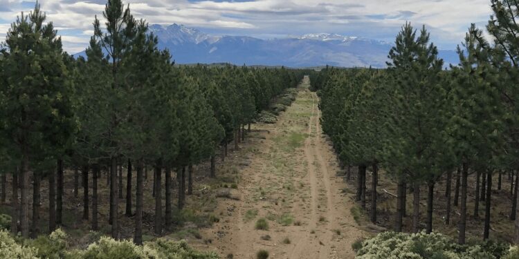 Mercados de carbono: la industria forestal formuló críticas a la “Estrategia Nacional” que anunció el Ministerio de Ambiente