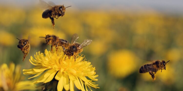 Se amplía la población de polinizadores: la FAUBA descubrió cuatro nuevas especies de abejas