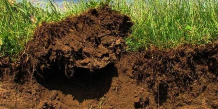 Más agricultura es igual a más carbono: la ecuación que da resultado en los suelos de la Pampa Ondulada