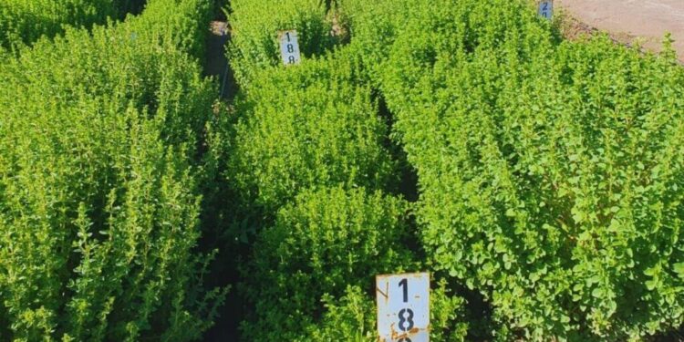 El INTA presentó una nueva variedad de orégano que triplica los rendimientos