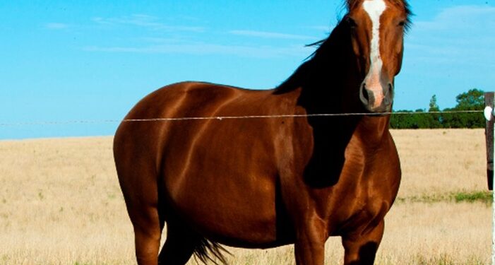 Encefalomielitis Equina: gestionan a contrarreloj vacunas contra un virus que hace 35 años no se detectaba