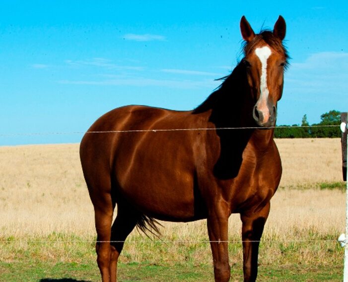 Encefalomielitis Equina: gestionan a contrarreloj vacunas contra un virus que hace 35 años no se detectaba
