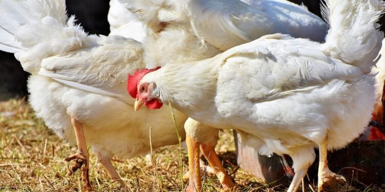 ¿Se viene una nueva ola de gripe aviar?: Latinoamérica ya perdió 12,5 millones de aves