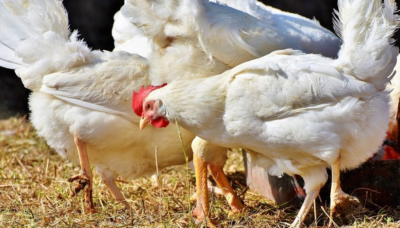 ¿Se viene una nueva ola de gripe aviar?: Latinoamérica ya perdió 12,5 millones de aves