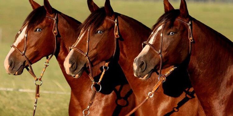 Encefalomielitis equina: el Senasa declaró la emergencia sanitaria nacional