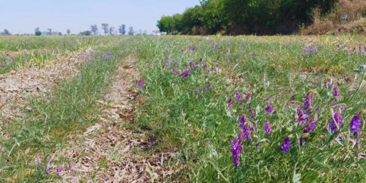 La siembra de vicia después de la cosecha de caña de azúcar mejora los suelos