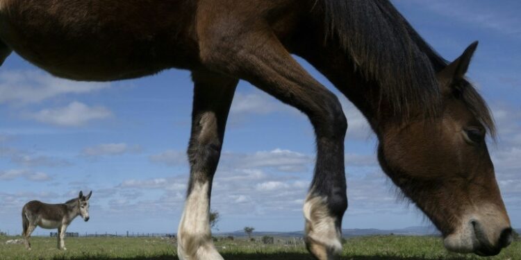 Primer caso de encefalomielitis equina en Uruguay