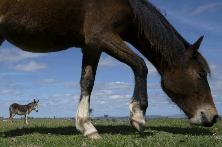 Primer caso de encefalomielitis equina en Uruguay