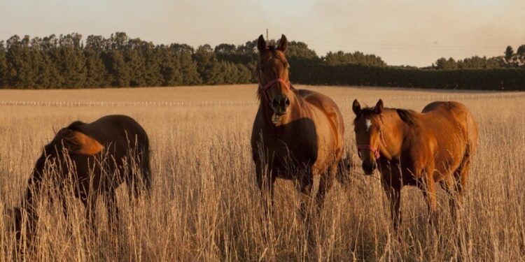 Encefalomielitis Equina: ya son más de 300 los casos y el Senasa busca ampliar la oferta de vacunas