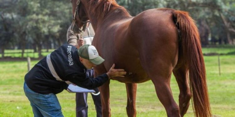 Información exclusiva: Como prevenir la encefalomielitis equina