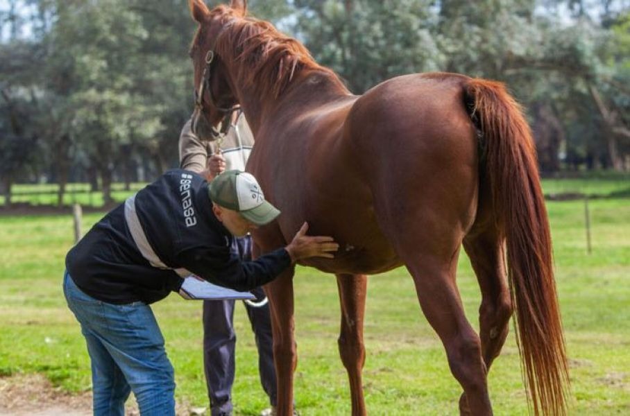 Información exclusiva: Como prevenir la encefalomielitis equina