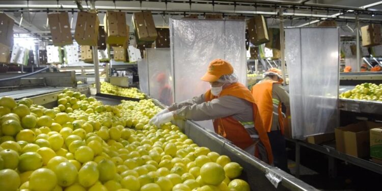 La primacía del limón en el mundo comienza a decrecer