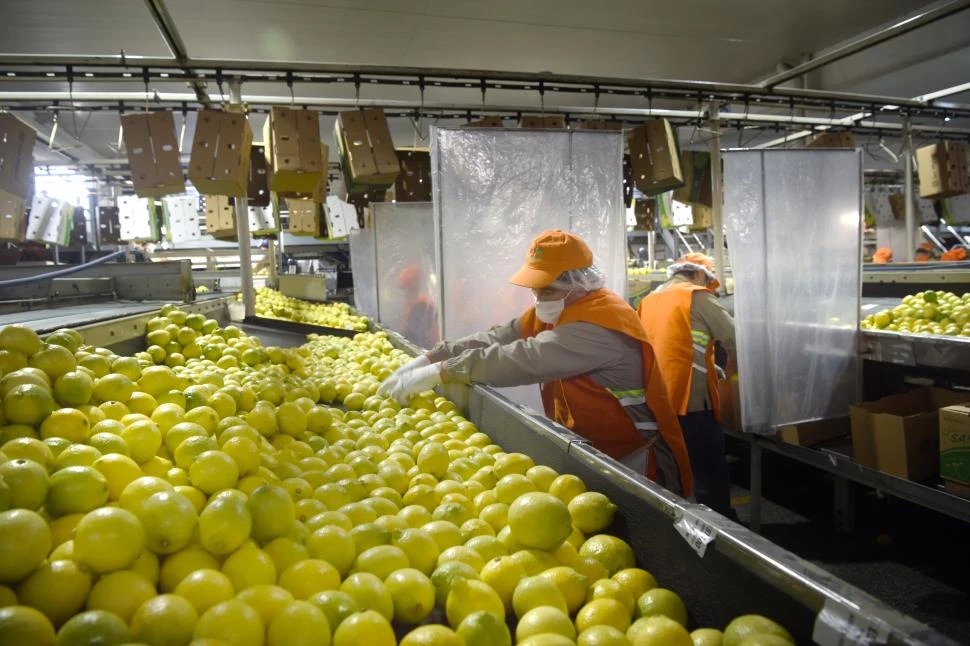 La primacía del limón en el mundo comienza a decrecer