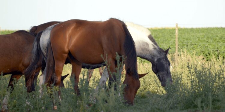 Encefalomielitis Equina: el Senasa aprobó el primer lote de vacunas para frenar los casos