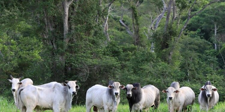 En Bolivia funciona un proyecto similar al PPP, para acercar al productor hacia la conservación