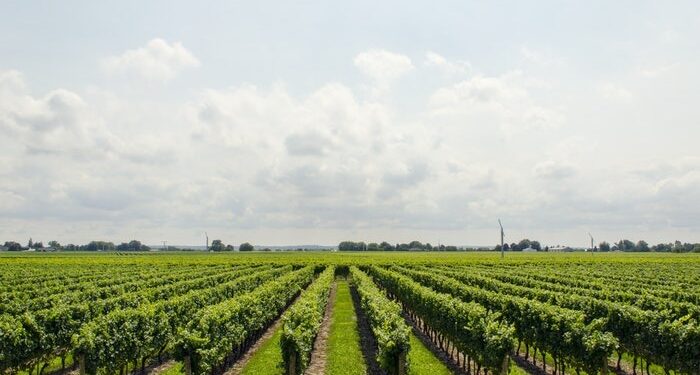 Desde Europa advierten como el clima extremo afectará terriblemente a la agricultura