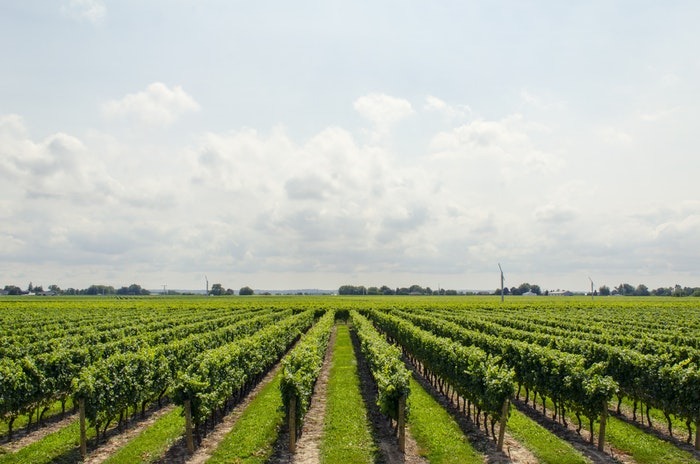 Desde Europa advierten como el clima extremo afectará terriblemente a la agricultura
