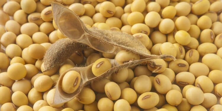 El desafío de la industria aceitera de “pasar el verano”: queda muy poca soja hasta la nueva cosecha