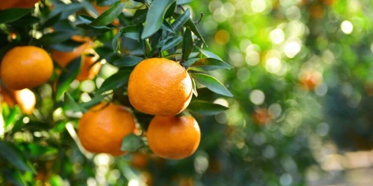 Un horizonte dulce se asoma para las mandarinas y para las naranjas
