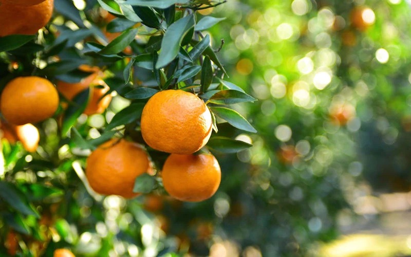 Un horizonte dulce se asoma para las mandarinas y para las naranjas