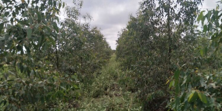 En Santiago del Estero, los eucaliptos y la caña de azúcar agregan valor y cuidan el ambiente