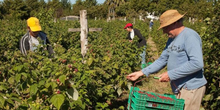 Panorama de la Agricultura Familiar en Tucumán
