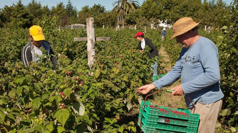 Panorama de la Agricultura Familiar en Tucumán