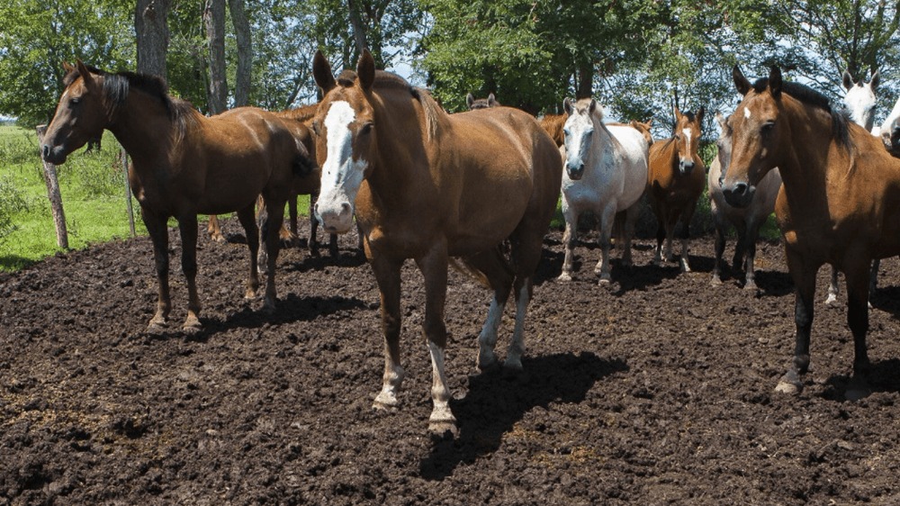 Encefalomielitis equina: el Senasa avanza para alcanzar el millón de vacunas distribuidas en todo el país