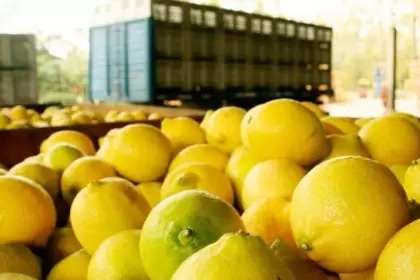 Retenciones: Federcitrus se manifestó mediante un duro comunicado