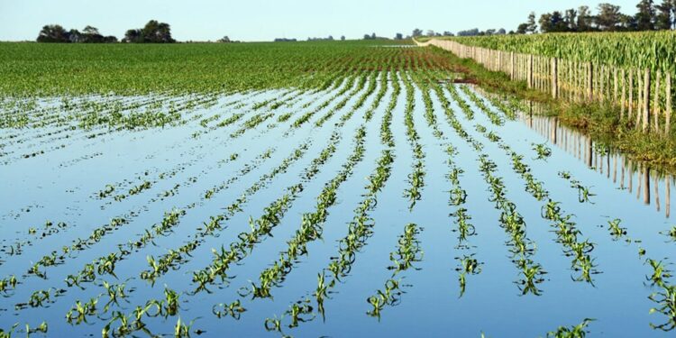 El Niño dio vuelta el clima: ahora preocupan los excesos hídricos, que ya están generando pérdidas