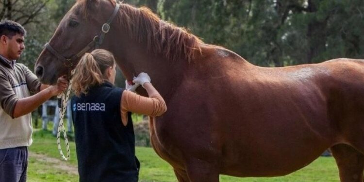 La encefalomielitis equina se acerca a los límites de Tucumán: se detectó un caso en Salta