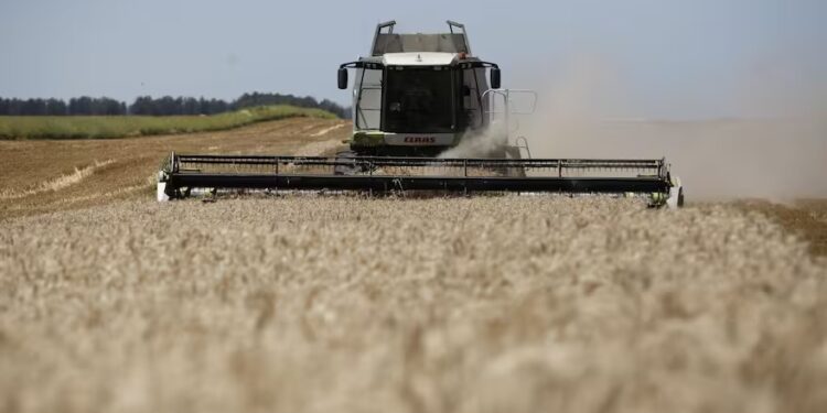 Alertan sobre importantes retrasos en la cosecha de trigo y cebada